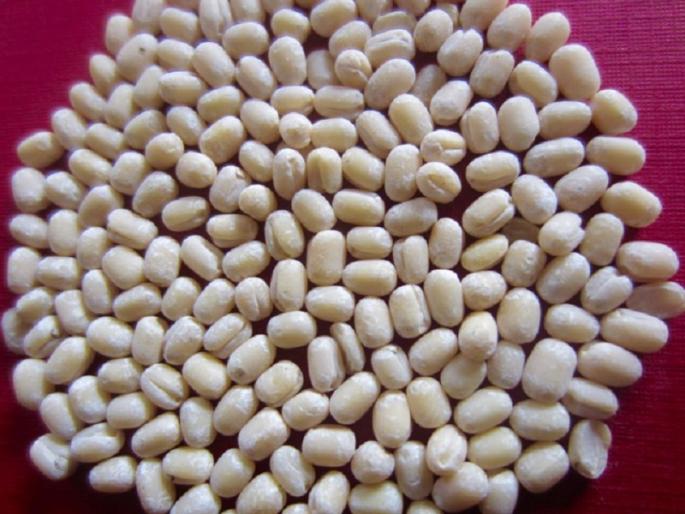 In the Latur market, udad and soyabean got increased prices | लातूरच्या बाजारपेठेत उडीद, सोयाबीनला मिळाला उच्चांकी भाव In the Latur market, udad and soyabean got increased prices | लातूरच्या बाजारपेठेत उडीद, सोयाबीनला मिळाला उच्चांकी भाव