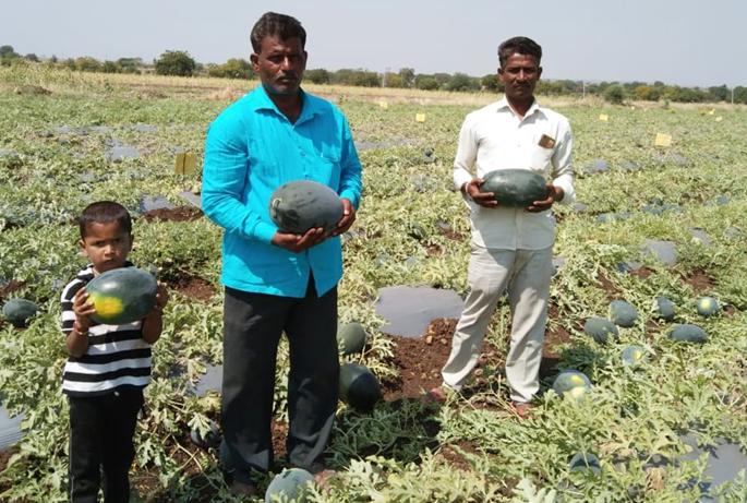 Kalingadis in Udgi reach Gujarat market; 3 lakhs income in 2 days | गुजरातच्या बाजारपेठेत पोहोचले उडगीतील कलिंगडं; ५८ दिवसात घेतले ९ लाखांचे उत्पन्न Kalingadis in Udgi reach Gujarat market; 3 lakhs income in 2 days | गुजरातच्या बाजारपेठेत पोहोचले उडगीतील कलिंगडं; ५८ दिवसात घेतले ९ लाखांचे उत्पन्न