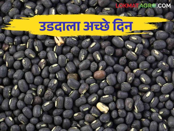 Udid Bajarbahv : Udid got the highest price in Modnimb market of Madha taluka | Udid Bajarbahv : माढा तालुक्यातील मोडनिंब बाजारात उडदाला मिळाला सर्वोच्च भाव Udid Bajarbahv : Udid got the highest price in Modnimb market of Madha taluka | Udid Bajarbahv : माढा तालुक्यातील मोडनिंब बाजारात उडदाला मिळाला सर्वोच्च भाव