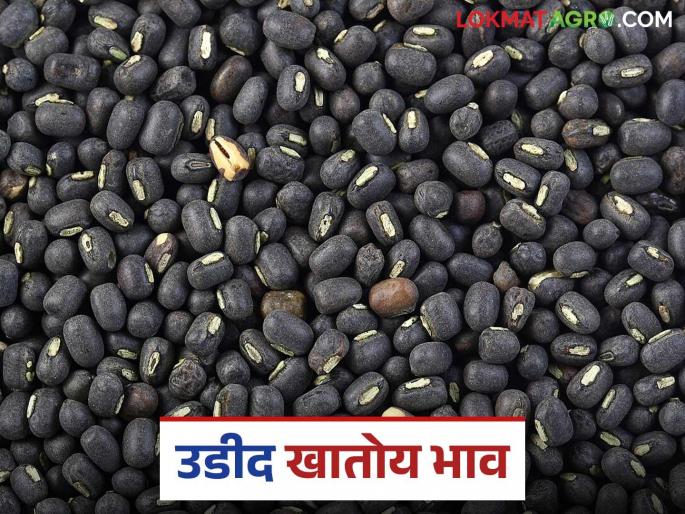 Udid black gram market prices increased significantly after procurement through the federation was stopped; How are prices being obtained? | फेडरेशनमार्फत खरेदी बंद झाल्यावर उडीद बाजारभावात झाली मोठी वाढ; कसा मिळतोय दर? Udid black gram market prices increased significantly after procurement through the federation was stopped; How are prices being obtained? | फेडरेशनमार्फत खरेदी बंद झाल्यावर उडीद बाजारभावात झाली मोठी वाढ; कसा मिळतोय दर?