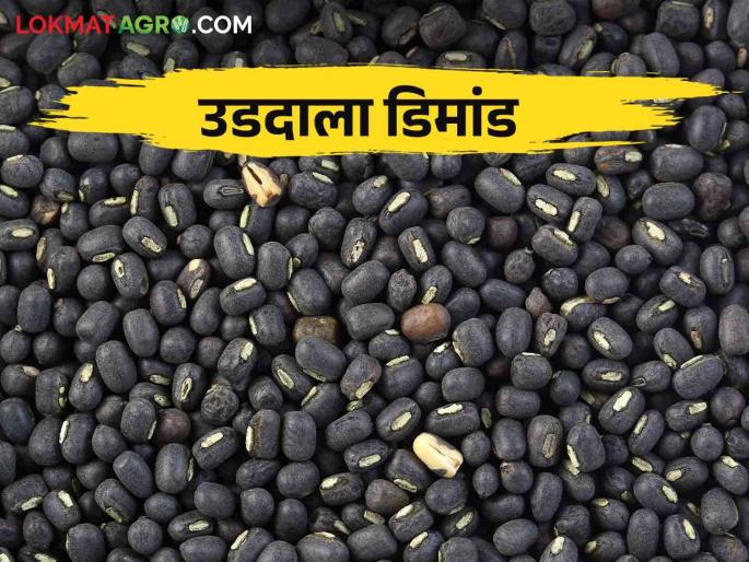 Udid Bajarbhav: Black gram udid increasing in demand? How is the market price | Udid Bajarbhav : उडदाला मागणी वाढली कसा मिळतोय बाजारभाव