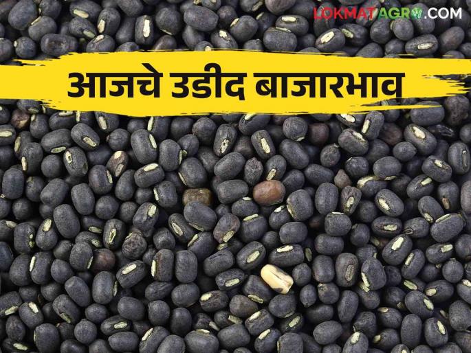 udid Bajar Bhav: Read in detail in which market the udid arrivals have increased | udid Bajar Bhav : कोणत्या बाजारात उडदाची आवक वाढली तर कुठे घटली ते वाचा सविस्तर udid Bajar Bhav: Read in detail in which market the udid arrivals have increased | udid Bajar Bhav : कोणत्या बाजारात उडदाची आवक वाढली तर कुठे घटली ते वाचा सविस्तर