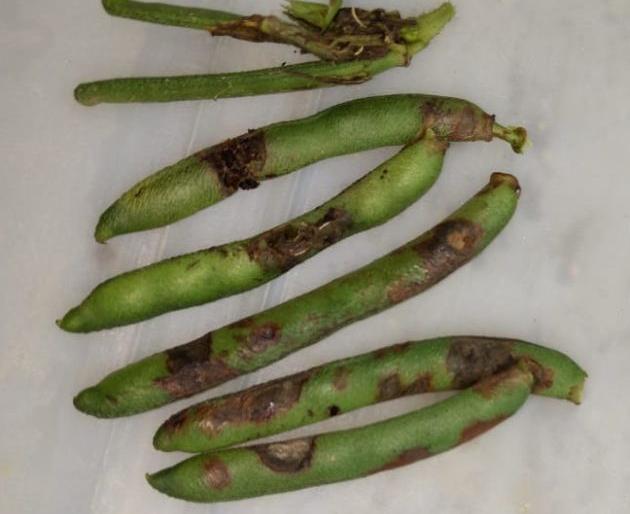 Two diseases attack on udid crop in Buldana district! | बुलडाणा जिल्ह्यातील उडीदावर एकाच वेळी दोन रोगांचा हल्ला!