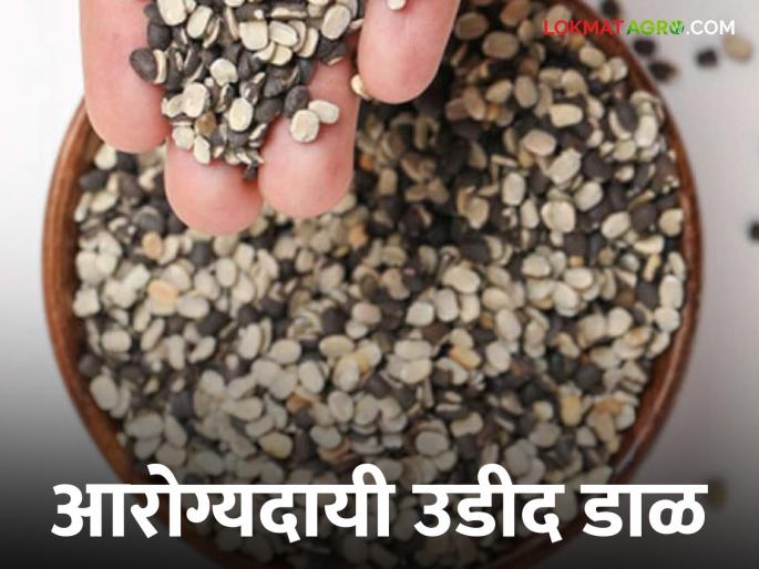 Latest News Urad dal many benefits of healthy urad dal, see current market prices Read in detail | Urad Dal : आरोग्यदायी उडीद डाळीचे अनके फायदे, सध्या दर काय आहेत? वाचा सविस्तर  Latest News Urad dal many benefits of healthy urad dal, see current market prices Read in detail | Urad Dal : आरोग्यदायी उडीद डाळीचे अनके फायदे, सध्या दर काय आहेत? वाचा सविस्तर