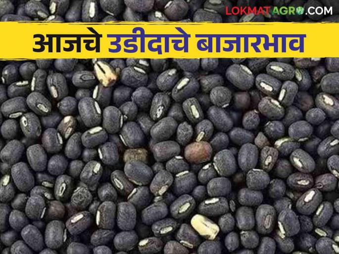 Urad Market Update: Urad has the highest entry in the dudhani market; Read in detail what price he got | Urad Market Update : दुधनी बाजारात उडीदाची आवक सर्वाधिक; त्याला काय भाव मिळाला ते वाचा सविस्तर Urad Market Update: Urad has the highest entry in the dudhani market; Read in detail what price he got | Urad Market Update : दुधनी बाजारात उडीदाची आवक सर्वाधिक; त्याला काय भाव मिळाला ते वाचा सविस्तर