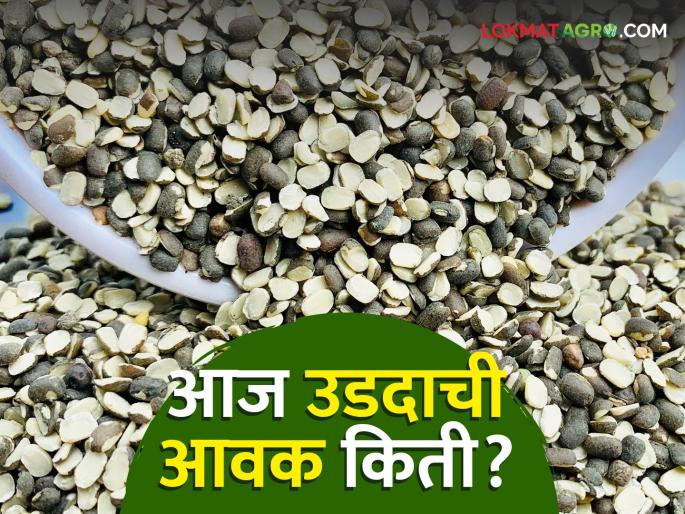 Udid Bajar Bhav : Highest arrival of black gram in Shevgaon market; Read in detail what the rate was | Udid Bajar Bhav : शेवगाव बाजारात उडदाची सर्वाधिक आवक; काय दर मिळाला ते वाचा सविस्तर Udid Bajar Bhav : Highest arrival of black gram in Shevgaon market; Read in detail what the rate was | Udid Bajar Bhav : शेवगाव बाजारात उडदाची सर्वाधिक आवक; काय दर मिळाला ते वाचा सविस्तर