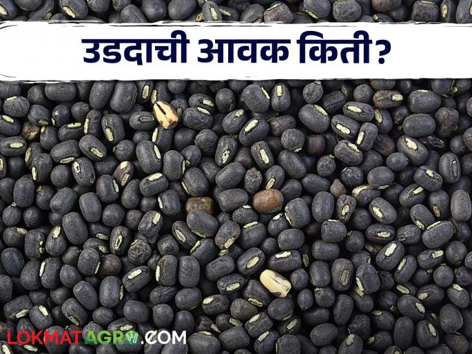 Udid Bajar Bhav : Udid has the highest demand in Latur market | Udid Bajar Bhav : उडदाला सर्वाधिक मागणी लातुरच्या बाजारात; काय मिळाला भाव ते वाचा सविस्तर