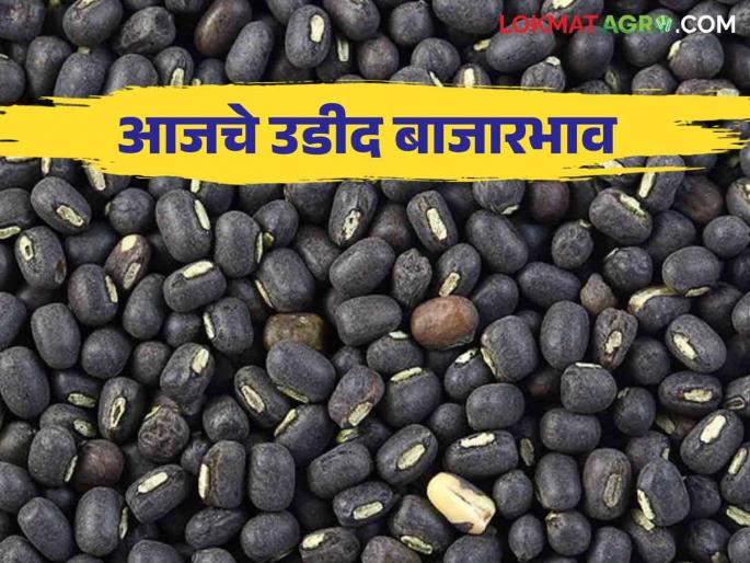 Udid Bajar Bhav : Highest arrival of black gram in karjat market | Udid Bajar Bhav : कर्जत बाजारात उडदाची सर्वाधिक आवक; काय मिळाला भाव ते वाचा सविस्तर Udid Bajar Bhav : Highest arrival of black gram in karjat market | Udid Bajar Bhav : कर्जत बाजारात उडदाची सर्वाधिक आवक; काय मिळाला भाव ते वाचा सविस्तर