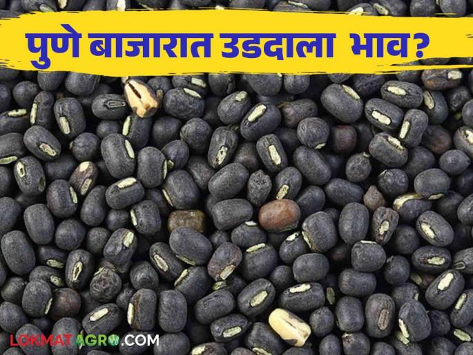 Udid Bajar Bhav : Highest demand for Udid in Latur market | Udid Bajar Bhav : लातुरच्या बाजारात उडदाला सर्वाधिक मागणी; किती झाली आवक आणि काय मिळाला भाव ते वाचा सविस्तर Udid Bajar Bhav : Highest demand for Udid in Latur market | Udid Bajar Bhav : लातुरच्या बाजारात उडदाला सर्वाधिक मागणी; किती झाली आवक आणि काय मिळाला भाव ते वाचा सविस्तर