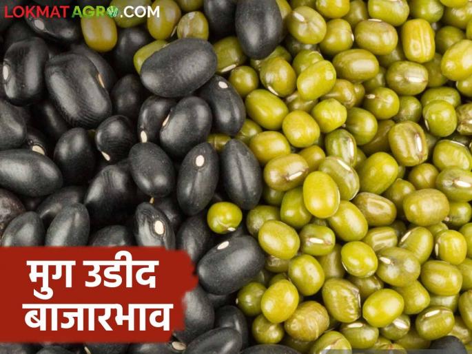 Bajar Bhav: Read the detailed price of Udid Muga in the market | Bajar Bhav : बाजारात उडीद मुगाला काय मिळतोय भाव ते वाचा सविस्तर Bajar Bhav: Read the detailed price of Udid Muga in the market | Bajar Bhav : बाजारात उडीद मुगाला काय मिळतोय भाव ते वाचा सविस्तर