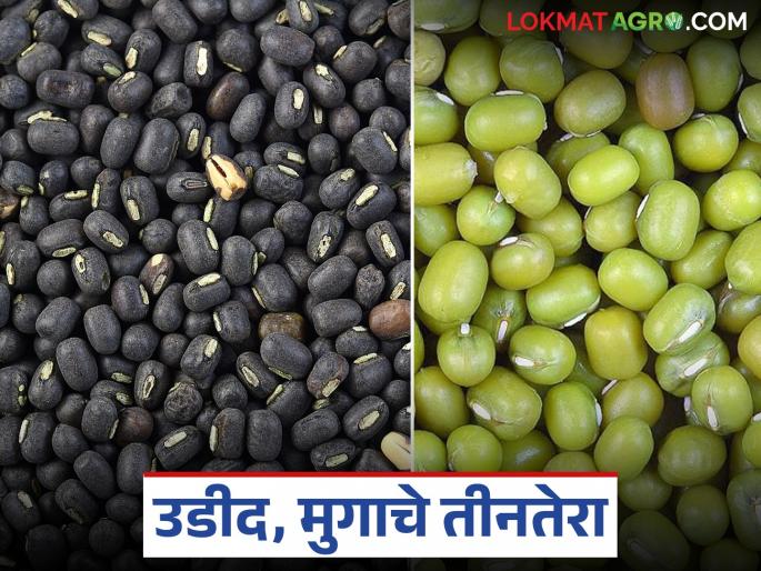 This year, neither the yield is available nor the market price; Moong and urad farmers are in a double crisis | यंदा ना उतारा मिळतोय, ना बाजारात दर; मूग, उडीद उत्पादक शेतकरी दुहेरी संकटात
