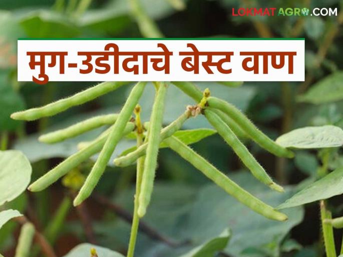 Latest News Kharif Season These are best varieties of moong and urad for Kharif, know in detail | Kharif Season : हे आहेत सर्वाधिक उत्पादन देणारे मूग आणि उडीदाचे बेस्ट वाण, वाचा सविस्तर