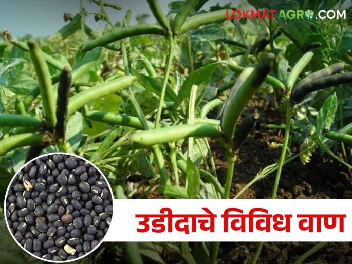 Select improved varieties from Udid crops and get high yields | उडीद पिकांमधील या सुधारीत वाणांची निवड करा आणि भरघोस उत्पादन घ्या Select improved varieties from Udid crops and get high yields | उडीद पिकांमधील या सुधारीत वाणांची निवड करा आणि भरघोस उत्पादन घ्या