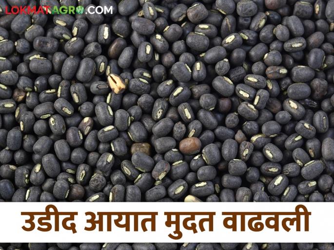Latest News Urad Import Urad dal import period extended, till 31 march 2026 know the details | Urad Dal Import : उडीद डाळीच्या आयातीचा कालावधी वाढविला, जाणून घ्या सविस्तर  Latest News Urad Import Urad dal import period extended, till 31 march 2026 know the details | Urad Dal Import : उडीद डाळीच्या आयातीचा कालावधी वाढविला, जाणून घ्या सविस्तर