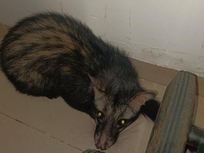 Jumping Udmanjar returned to his rightful home asain palm civet mulshi forest | उड्या मारत उदमांजर परतले पुन्हा हक्काच्या घरी, पाहा व्हिडीओ Jumping Udmanjar returned to his rightful home asain palm civet mulshi forest | उड्या मारत उदमांजर परतले पुन्हा हक्काच्या घरी, पाहा व्हिडीओ