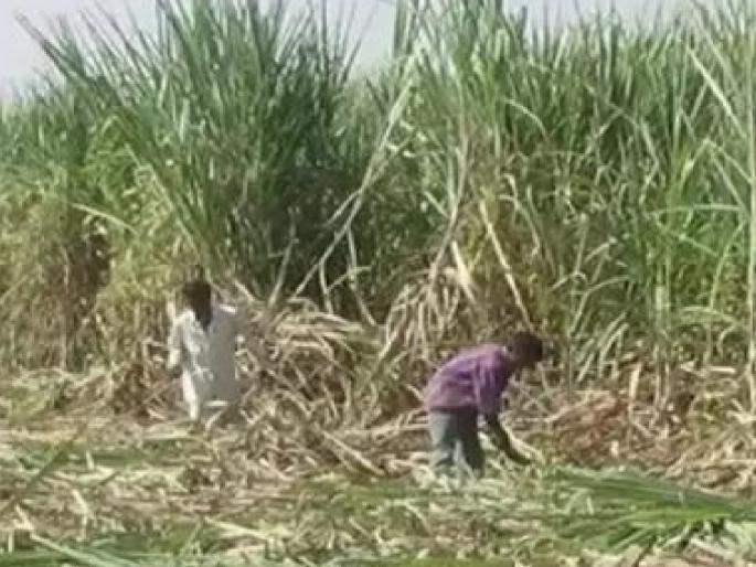 Looting of farmers by sugarcane gangs, Farmers need to get organized | Kolhapur- उसाच्या फडावर खंडणीचा कोयता: शेतकऱ्यांचीच पोरे.. लुटीसाठी विसरले सारे Looting of farmers by sugarcane gangs, Farmers need to get organized | Kolhapur- उसाच्या फडावर खंडणीचा कोयता: शेतकऱ्यांचीच पोरे.. लुटीसाठी विसरले सारे