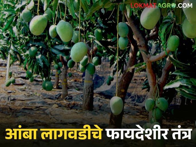 Mango UHDP : Cultivation of mango fruit crop for this method for quality and higher yields | Mango UHDP : गुणवत्तापूर्ण व अधिक उत्पादनासाठी ह्या पद्धतीने करा आंब्याची लागवड Mango UHDP : Cultivation of mango fruit crop for this method for quality and higher yields | Mango UHDP : गुणवत्तापूर्ण व अधिक उत्पादनासाठी ह्या पद्धतीने करा आंब्याची लागवड