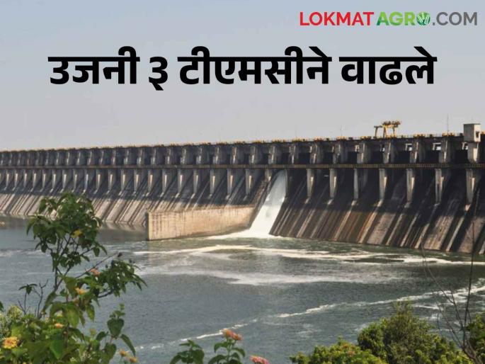 Ujani Dam Ujani up by 5 percent..hope to turn plus soon | Ujani Dam उजनी ५ टक्क्याने वाढली.. लवकरच प्लसमध्ये येण्याची आशा Ujani Dam Ujani up by 5 percent..hope to turn plus soon | Ujani Dam उजनी ५ टक्क्याने वाढली.. लवकरच प्लसमध्ये येण्याची आशा