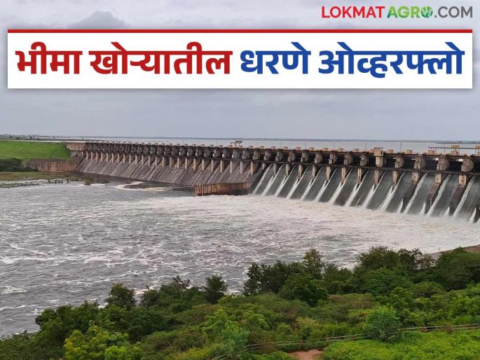 Ujani Dam Update : All dams in Bhima Valley filled; Ujani dam water storage capacity completed | Ujani Dam Update : भीमा खोऱ्यातील सर्व धरणे भरली; उजनीची पाणी साठवण क्षमता पूर्ण झाली