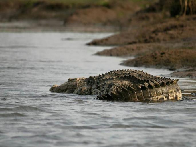 Fear does not end in the ujani dam due to crocodile | भय इथले संपत नाही..! उजनी धरण क्षेत्रात मगरीचे पुन्हा वास्तव्य Fear does not end in the ujani dam due to crocodile | भय इथले संपत नाही..! उजनी धरण क्षेत्रात मगरीचे पुन्हा वास्तव्य