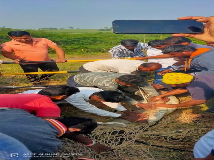 Abb ... a crocodile weighing 110 kg caught in Ujani dam | अबब... उजनी धरणात पकडली ११० किलो वजनाची मगर Abb ... a crocodile weighing 110 kg caught in Ujani dam | अबब... उजनी धरणात पकडली ११० किलो वजनाची मगर