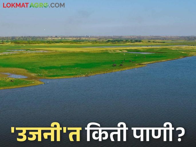 Ujani Dam Water Level : Water level in 'Ujani' has decreased; What percentage is the water level of the dam? | Ujani Dam Water Level : 'उजनी'तील पाणी घटले; धरणाची पाणी पातळी किती टक्क्यांवर? Ujani Dam Water Level : Water level in 'Ujani' has decreased; What percentage is the water level of the dam? | Ujani Dam Water Level : 'उजनी'तील पाणी घटले; धरणाची पाणी पातळी किती टक्क्यांवर?