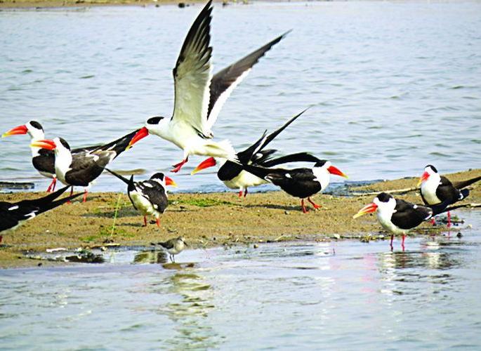 The ocean is full of sea-flora, fresh water, and fishing fishery. | उजनीवर समुद्रपक्ष्यांची भरली जत्रा, गोड्या पाण्याचा घेत आहेत आस्वाद, मासेमारी करणारे स्थंलारित पक्षीही दाखल  The ocean is full of sea-flora, fresh water, and fishing fishery. | उजनीवर समुद्रपक्ष्यांची भरली जत्रा, गोड्या पाण्याचा घेत आहेत आस्वाद, मासेमारी करणारे स्थंलारित पक्षीही दाखल