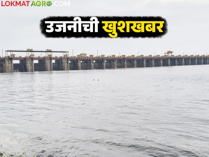 Farmers' worries are over; Ujani Dam's water storage has increased significantly in the last 15 days | शेतकऱ्यांची चिंता मिटली; मागील १५ दिवसात उजनी धरणाच्या पाणीसाठ्यात मोठी वाढ Farmers' worries are over; Ujani Dam's water storage has increased significantly in the last 15 days | शेतकऱ्यांची चिंता मिटली; मागील १५ दिवसात उजनी धरणाच्या पाणीसाठ्यात मोठी वाढ