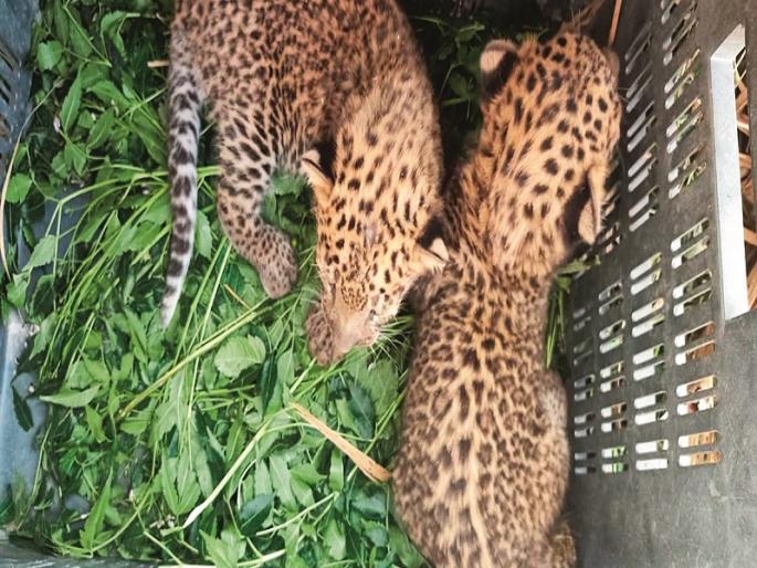Two calves were found; Cages planted in twelve places | बिबट्याचे दोन बछडे आढळले; बारा ठिकाणी लावले पिंजरे Two calves were found; Cages planted in twelve places | बिबट्याचे दोन बछडे आढळले; बारा ठिकाणी लावले पिंजरे