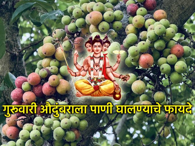 Astro Tips: You will be amazed to read the spiritual and medical benefits of pouring water on Audumbara every Thursday! | Astro Tips: दर गुरुवारी औदुंबराला पाणी घालण्याचे आध्यात्मिक आणि वैद्यकीय लाभ वाचून चकित व्हाल!