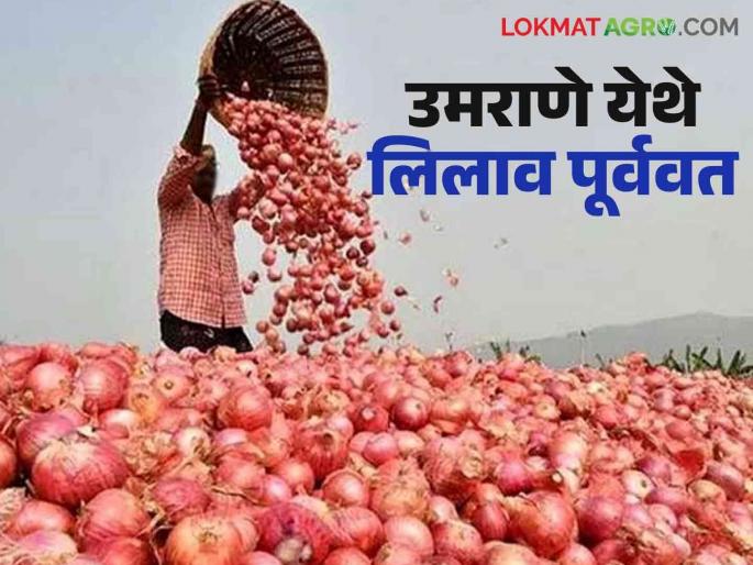 Onion Market: Auction of farm produce restored at Umrane; Maize prices fall while onion prices rise | Onion Market : उमराणे येथे शेतमालाचे लिलाव पूर्ववत; मक्याच्या दरात घसरण तर कांदा दर तेजीत Onion Market: Auction of farm produce restored at Umrane; Maize prices fall while onion prices rise | Onion Market : उमराणे येथे शेतमालाचे लिलाव पूर्ववत; मक्याच्या दरात घसरण तर कांदा दर तेजीत