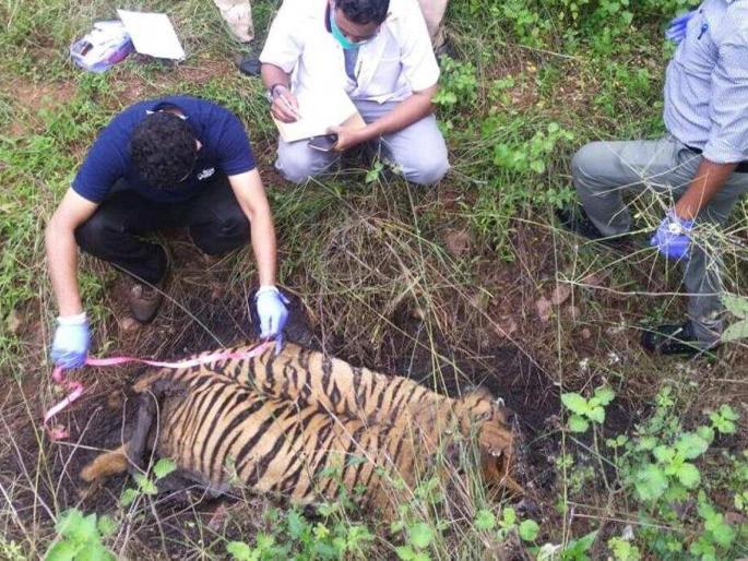 Waghini's third calf also poisoned, outraged by wildlife lovers in nagpur umarkhed karhad | वाघिणीचा तिसरा बछडाही विषप्रयोगाचा बळी, वन्यप्रेमींकडून संताप