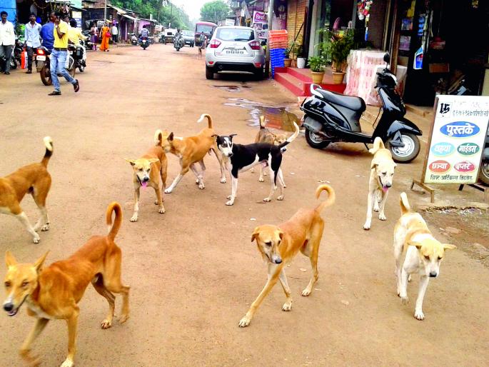 In Ratnagiri district, the number of swine flu cases has come down | रत्नागिरी जिल्ह्यात श्वानदंशाच्या रूग्णांचे प्रमाण घटले In Ratnagiri district, the number of swine flu cases has come down | रत्नागिरी जिल्ह्यात श्वानदंशाच्या रूग्णांचे प्रमाण घटले