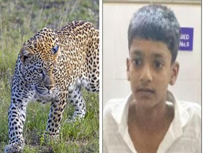 Leopard attack on speeding bike in Undale Satara district, boy injured   | Satara: धावत्या दुचाकीवर बिबट्याचा हल्ला, मुलगा जखमी   Leopard attack on speeding bike in Undale Satara district, boy injured   | Satara: धावत्या दुचाकीवर बिबट्याचा हल्ला, मुलगा जखमी