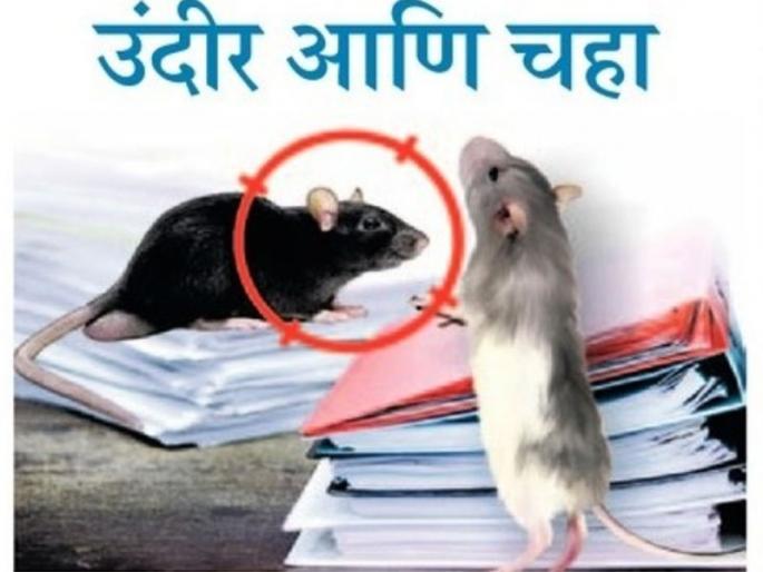 Rats and Tea | उंदीर आणि चहा Rats and Tea | उंदीर आणि चहा
