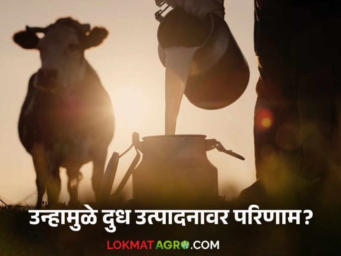 Latest news Temperature Impact On Dairy farming body temperature of animals increases, milk production decreases | Agriculture News : जनावरांच्या शरीराचे तापमान वाढल्यास किती लीटरपर्यंत दुधात घट होते? Latest news Temperature Impact On Dairy farming body temperature of animals increases, milk production decreases | Agriculture News : जनावरांच्या शरीराचे तापमान वाढल्यास किती लीटरपर्यंत दुधात घट होते?