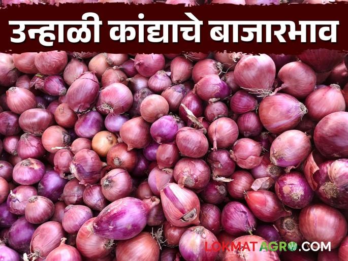 Latest News Todays Kanda bajarbhav difficult to cover the cost of transporting onions to market | Kanda Bajar Bhav : कांदा वाहतूक खर्च निघणंही कठीण, लासलगावमध्ये काय दर मिळतोय?  Latest News Todays Kanda bajarbhav difficult to cover the cost of transporting onions to market | Kanda Bajar Bhav : कांदा वाहतूक खर्च निघणंही कठीण, लासलगावमध्ये काय दर मिळतोय?