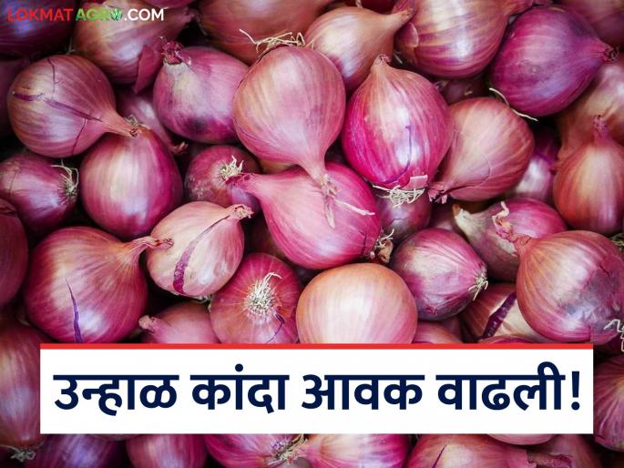 Latest News Kanda Market Update Summer onion arrival in Lasalgaon, see kanda bajarbhav Read in detail | Kanda Market Update : लासलगावला उन्हाळ कांद्याची आवक, काय भाव मिळाला? वाचा सविस्तर  Latest News Kanda Market Update Summer onion arrival in Lasalgaon, see kanda bajarbhav Read in detail | Kanda Market Update : लासलगावला उन्हाळ कांद्याची आवक, काय भाव मिळाला? वाचा सविस्तर