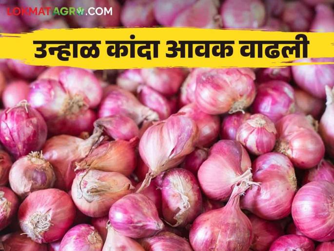 Latest News Kanda Bajarbhav Inflow of 50 thousand quintals in Solapur market, nashik kanda market price | Kanda Bajarbhav : सोलापूर बाजारात 50 हजार क्विंटलची आवक, वाचा आजचे कांदा बाजारभाव Latest News Kanda Bajarbhav Inflow of 50 thousand quintals in Solapur market, nashik kanda market price | Kanda Bajarbhav : सोलापूर बाजारात 50 हजार क्विंटलची आवक, वाचा आजचे कांदा बाजारभाव
