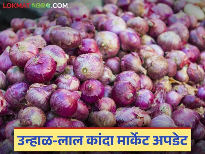 latest News Kanda bajarbhav Onion market price update in Nagpur, Pune, Solapur and Nashik, read in detail | Kanda Market : नागपूर, पुणे, सोलापूर आणि नाशिकमधील कांदा बाजारभाव अपडेट, वाचा सविस्तर 