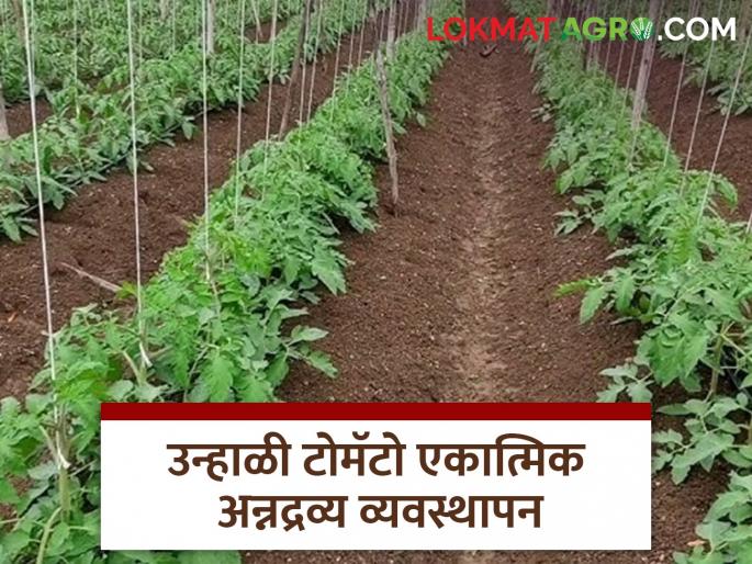 Latest News Unhal Tomato management How to manage organic and chemical fertilizers for summer tomatoes | Unhali Tomato : उन्हाळी टोमॅटोसाठी सेंद्रिय आणि रासायनिक खतांचे व्यवस्थापन कसे करावे?  Latest News Unhal Tomato management How to manage organic and chemical fertilizers for summer tomatoes | Unhali Tomato : उन्हाळी टोमॅटोसाठी सेंद्रिय आणि रासायनिक खतांचे व्यवस्थापन कसे करावे?