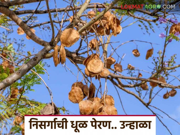 Why is the summer season important for agriculture, soil, and the overall environment? Read in detail | नकोसा वाटणारा उन्हाळा ऋतू शेती, माती आणि एकूणच पर्यावरणासाठी का महत्वाचा? वाचा सविस्तर Why is the summer season important for agriculture, soil, and the overall environment? Read in detail | नकोसा वाटणारा उन्हाळा ऋतू शेती, माती आणि एकूणच पर्यावरणासाठी का महत्वाचा? वाचा सविस्तर