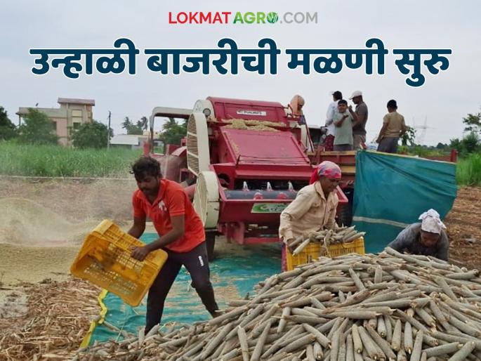 Summer pearl millet threshing work begins; How is the harvest going this year? | उन्हाळी बाजरी मळणीच्या कामाला सुरवात; यंदा कसा पडतोय उतार?