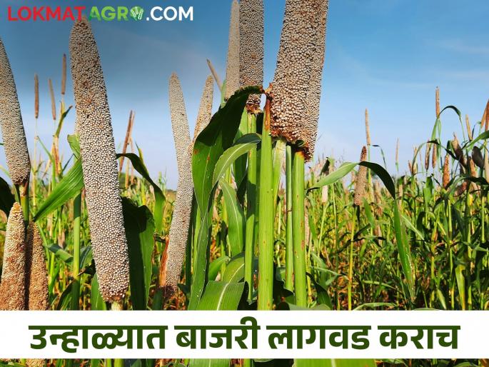short duration low water summer pearl millet bajara crop; How to cultivate? | कमी कालावधीचं कमी पाण्यात येणारं उन्हाळी बाजरी पिक; कशी कराल लागवड? short duration low water summer pearl millet bajara crop; How to cultivate? | कमी कालावधीचं कमी पाण्यात येणारं उन्हाळी बाजरी पिक; कशी कराल लागवड?
