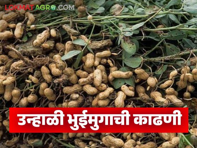 Latest News Bhuimug Kadhani Harvest summer peanuts when it is hot, know in detail | Bhuimung Kadhani : उन्हाळी भुईमुंगाची काढणी कधी आणि कशी कराल? जाणून घ्या सविस्तर