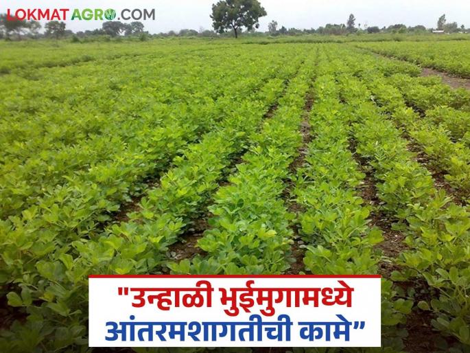 Latest News Unhali Bhuimung do inter-cultivation groundnut in summer for more production read in detail | Unhali Bhuimung : जास्तीचं उत्पादन घ्यायचंय, भुईमुंगात आंतरमशागतीची 'ही' कामे कराच, वाचा सविस्तर  Latest News Unhali Bhuimung do inter-cultivation groundnut in summer for more production read in detail | Unhali Bhuimung : जास्तीचं उत्पादन घ्यायचंय, भुईमुंगात आंतरमशागतीची 'ही' कामे कराच, वाचा सविस्तर