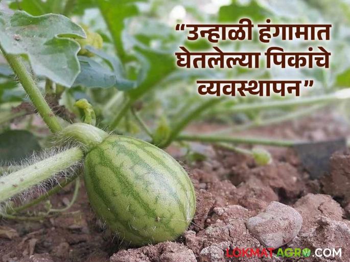 Latest News Unhali Pike Do these things for increased crop production in summer, read in detail | Unhali Pike : उन्हाळ्यात पिकांच्या जास्तीच्या उत्पादनासाठी 'ही' कामे कराच, वाचा सविस्तर  Latest News Unhali Pike Do these things for increased crop production in summer, read in detail | Unhali Pike : उन्हाळ्यात पिकांच्या जास्तीच्या उत्पादनासाठी 'ही' कामे कराच, वाचा सविस्तर