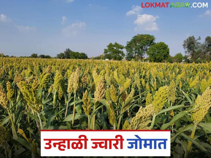 Summer Jowar Crops: Summer jowar blooms in Shivara; Production will increase due to favorable weather | Summer Jowar Crops: शिवारात उन्हाळी ज्वारी बहरली; पोषक हवामानामुळे उत्पादन वाढणार Summer Jowar Crops: Summer jowar blooms in Shivara; Production will increase due to favorable weather | Summer Jowar Crops: शिवारात उन्हाळी ज्वारी बहरली; पोषक हवामानामुळे उत्पादन वाढणार