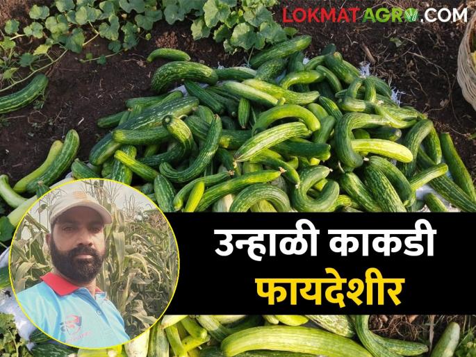 Farmer Pandurang made a huge profit from cucumber farming in ten guntas in one and a half months | दीड महिन्यात दहा गुंठ्यात शेतकरी पांडुरंग यांनी काकडी शेतीत केली भरघोस कमाई