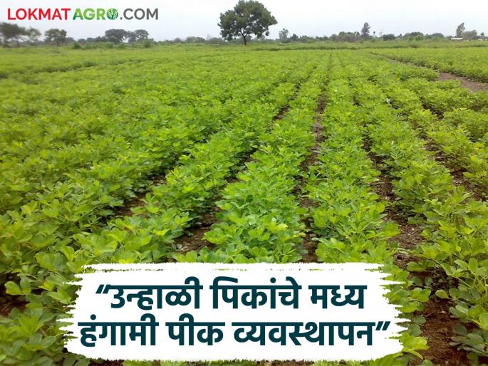 Latest News How to manage summer millet, groundnut, sunflower crops Read in detail | Unhali Pike : उन्हाळी बाजरी, भुईमूंग, सूर्यफूल पिकाचे व्यवस्थापन कसे कराल? वाचा सविस्तर  Latest News How to manage summer millet, groundnut, sunflower crops Read in detail | Unhali Pike : उन्हाळी बाजरी, भुईमूंग, सूर्यफूल पिकाचे व्यवस्थापन कसे कराल? वाचा सविस्तर